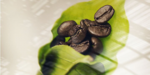 Singular Coffee Sensation